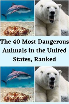 the 40 most dangerous animals in the united states, ranked by an expert guide