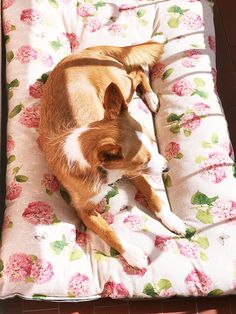 a brown and white dog laying on top of a flower covered bed with pink flowers