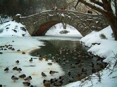 ducks are swimming in the water under a stone bridge with snow on it and trees