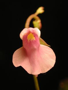 Utricularia calycifida (Calyx Bladderwort) Peach Flowers, Plant Species, Seed Starting, Rare Plants, Planting Seeds, Tropical Flowers, Garden Seeds, Colorful Flowers