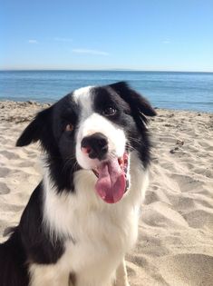 a black and white dog sitting on top of a sandy beach