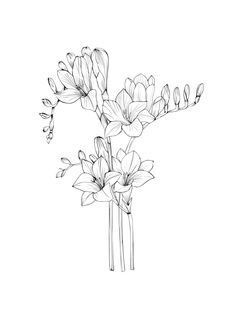 a black and white drawing of some flowers