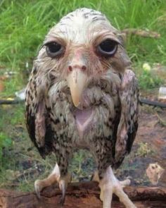 an owl is sitting on the ground with it's mouth open and eyes wide open