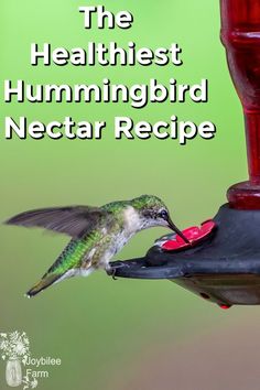 a hummingbird feeding from a feeder with the words, the healthest hummingbird nectar recipe