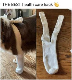 the dog is standing on the floor next to the socks that have been cut off