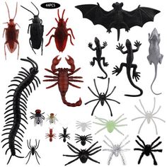 various types of bugs, lizards and other animals on a white background with the caption's name