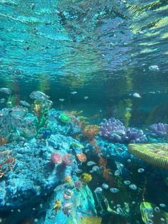 an underwater view of colorful corals and other marine life