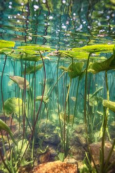 the water is full of green plants and grass in it's natural habitat, as seen from below