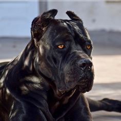 a large black dog laying on the ground