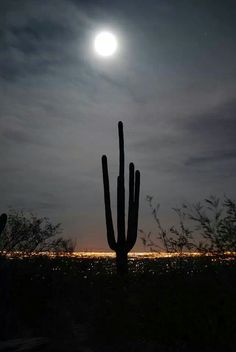 the full moon is seen above a cactus