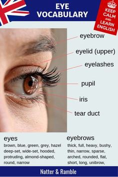 the parts of an eye and how they are used to help them look like they have long eyelashes