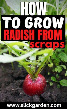 a radish plant with the title how to grow radish from scraps