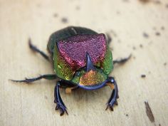 a colorful beetle sitting on top of a wooden table