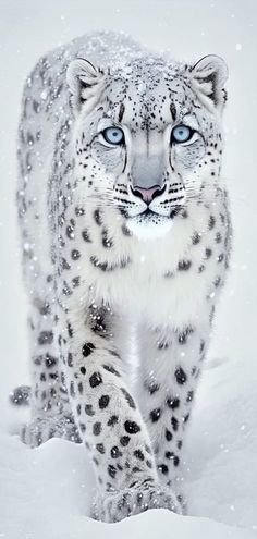 a snow leopard with blue eyes walking through the snow in front of it's camera