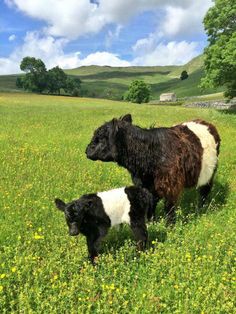 two black and white cows standing in a green field with yellow flowers on the ground