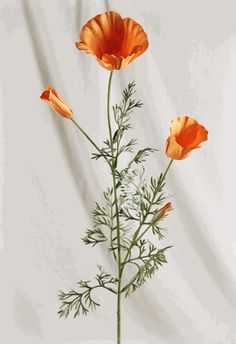 three orange flowers are in a vase on a table with a white wall behind them