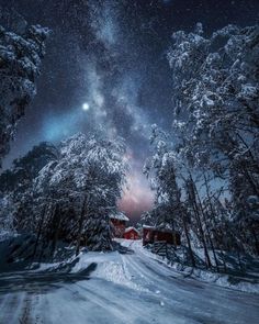 the night sky is filled with stars, and there are snow covered trees in front of it