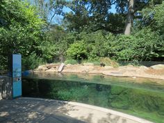 the water is very clear and green in this zoo enclosures area with rocks, grass, and trees