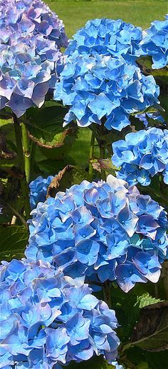 blue hydrangeas are blooming in the garden