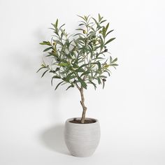 an olive tree in a white ceramic pot