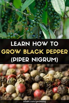 the words learn how to grow black pepper spider nigrum