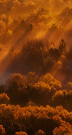 the sun shines through the clouds over trees and bushes in an autumn landscape with yellow foliage