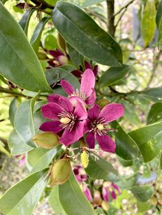 purple flowers are blooming on the tree