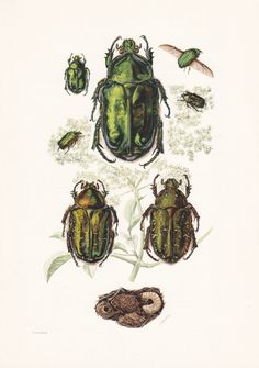 four different types of bugs on a white background