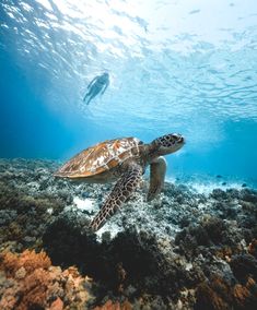 a turtle swims over the coral reef with a person swimming in the distance behind it