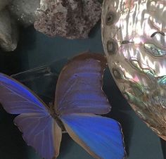 a blue butterfly sitting on top of a table next to some rocks and other items