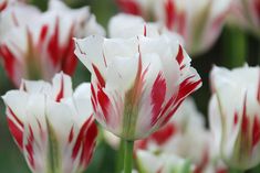 red and white striped flowers are in bloom