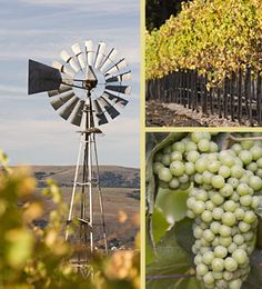 several pictures of grapes and windmills in the vineyard