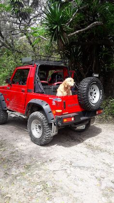 a dog sitting in the back of a red truck