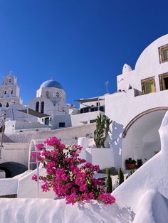 pink flowers are growing out of the white buildings