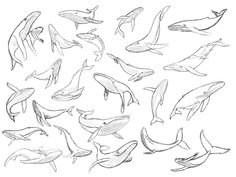 a bunch of different types of dolphins swimming in the ocean with their tails spread out