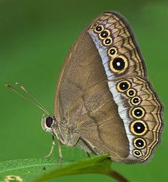 a close up of a butterfly on a leaf