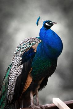 a blue and green bird sitting on top of a wooden fence next to a gray sky