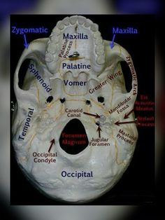 the bones are labeled in several different languages, including words and pictures that describe them