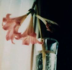 a flower in a vase on a window sill next to a glass filled with water