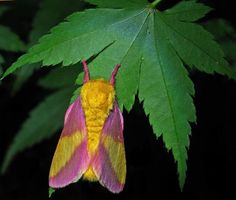 a yellow and pink moth sitting on top of a green leaf