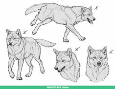 four wolfs are shown in three different poses