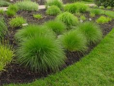 some very pretty green plants in the grass