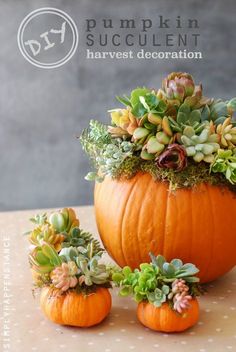 an orange pumpkin with succulents in it