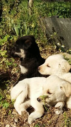 three puppies are playing together in the grass and dirt, with one laying on its back