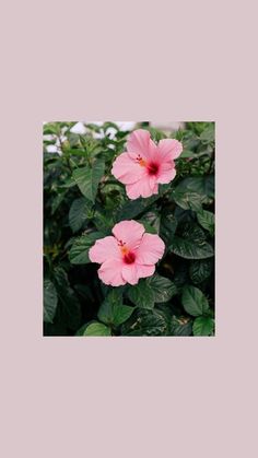 two pink flowers with green leaves in the background