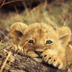 a baby lion laying on top of a log