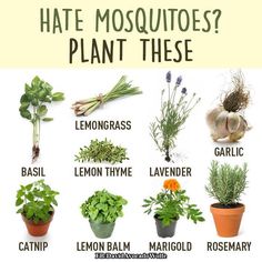 Natural mosquito repellant. Anti Mosquito Plants, Mosquito Repelling, Mosquito Plants, Perfect Apartment, Mosquito Repelling Plants, Apartment Plants, Homestead Living, Anti Mosquito, Air Purifying