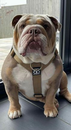 a brown and white dog sitting in front of a window