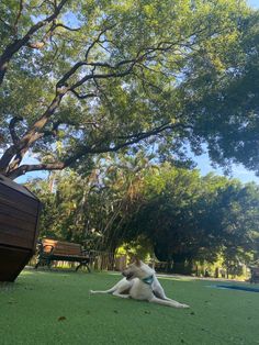 a white dog laying on top of a lush green field