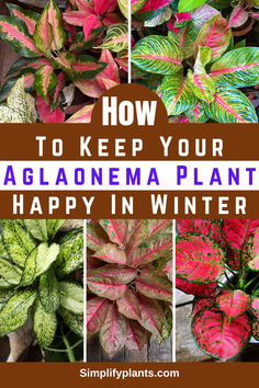 different types of plants with text overlay how to keep your aglaonema plant happy in winter